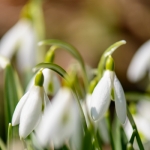 Snowdrops-09