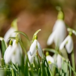 Snowdrops-10
