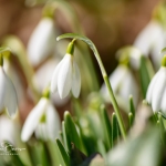 Snowdrops-11