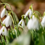 Snowdrops-12