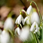 Snowdrops-13