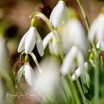 Snowdrops-14