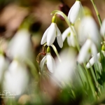 Snowdrops-15