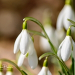 Snowdrops-16