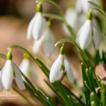 Snowdrops-17