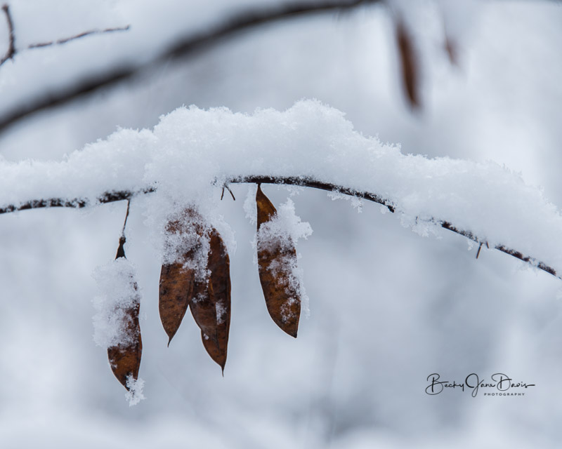 Redbud Pods in the Snow