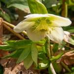 Lenten Rose