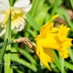 Daffodil