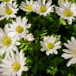 White Windflowers