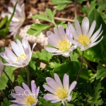 Purple Windflowers