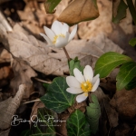 Bloodroot