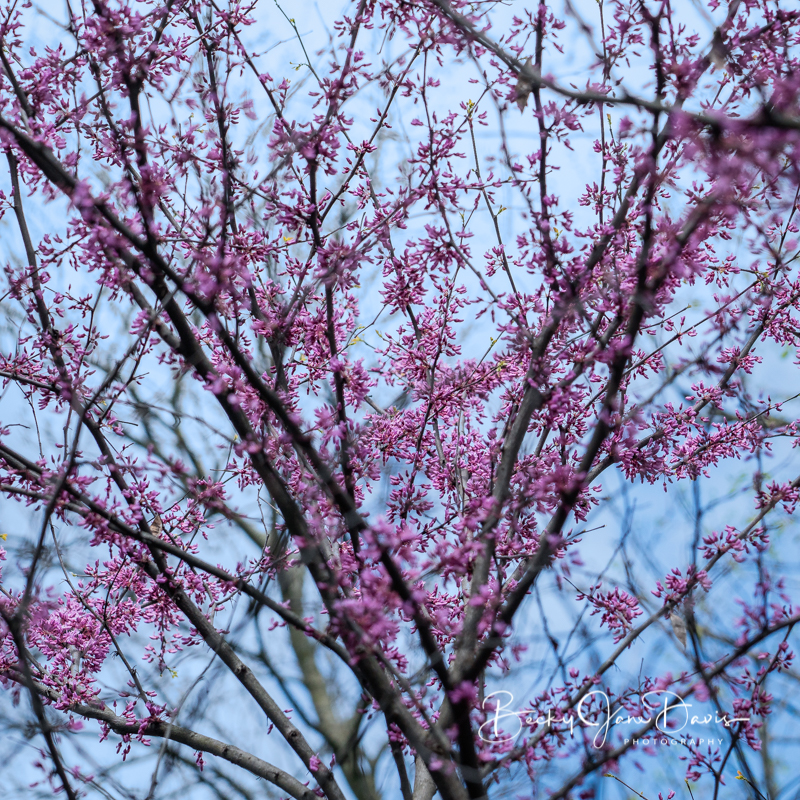Spring Flowers 2019