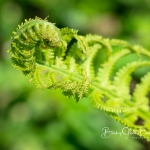 Spring Flowers 2019