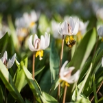 Trout Lily and Bee