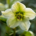 Lenten Rose