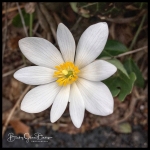 Bloodroot