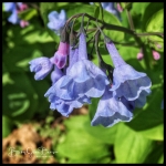 Virginia Bluebells