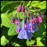 Virginia Bluebells