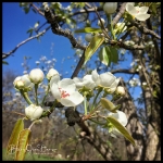 Crabapple