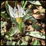 Trout Lily