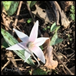 Trout Lily