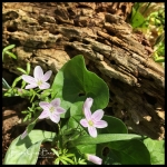 Spring Beauty