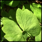 Twin Leaf - Jeffersonian