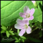 Spring Beauty