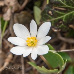 Bloodroot