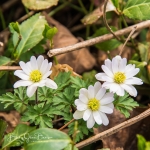 Wind Flowers - White