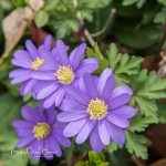 Wind Flowers - Purple