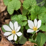 Bloodroot