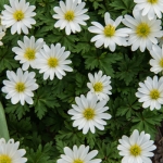 Wind Flowers - White