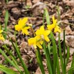 Mini Daffodils