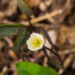 Twin Leaf