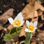 Bloodroot