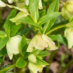 Lenten Rose