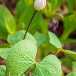 Twin Double Leaf