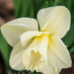 Daffodil