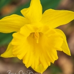 Daffodil