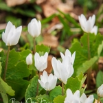 Bloodroot