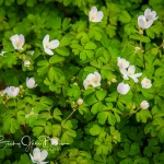 White Flower