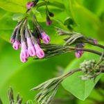 Virginia Bluebells