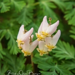 Dutchman Breeches