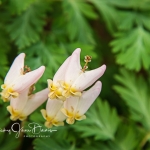 Dutchman Breeches