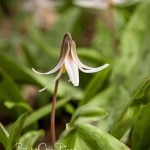 Trout Lily