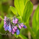 Virginia Bluebells