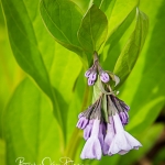 Virginia Bluebells