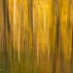 Fall Color