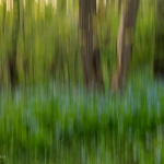 Spring with Bluebells